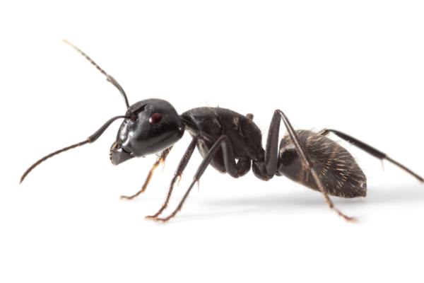 Active Ants opens distribution center in Belgium